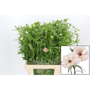 RAN BUTTERFL ARIADNE