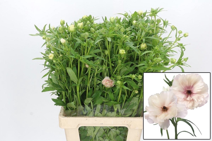 <h4>RAN BUTTERFL ARIADNE</h4>