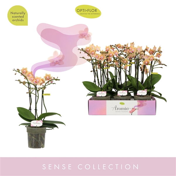 <h4>Phalaenopsis Multifloratypes overig geel</h4>