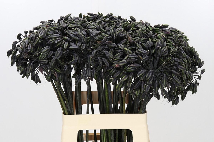 <h4>Agapanthus Seed</h4>