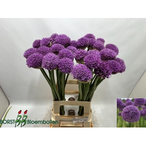 ALLIUM GLADIATOR