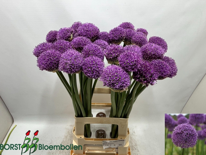 <h4>ALLIUM GLADIATOR</h4>