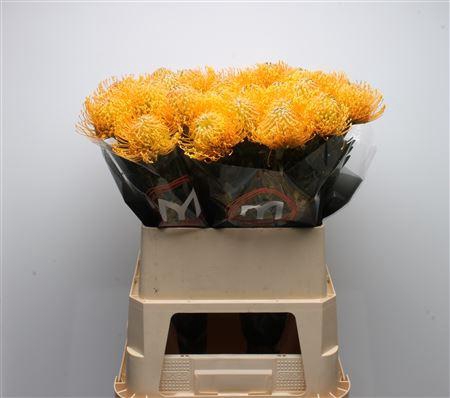 <h4>Leuco Catherina</h4>