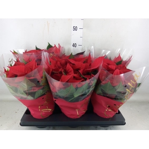 Euphorbia pulc. 'Premium Red'