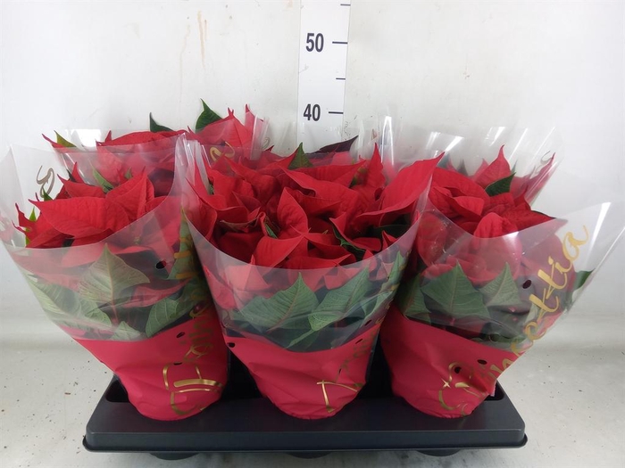 <h4>Euphorbia pulc. 'Premium Red'</h4>