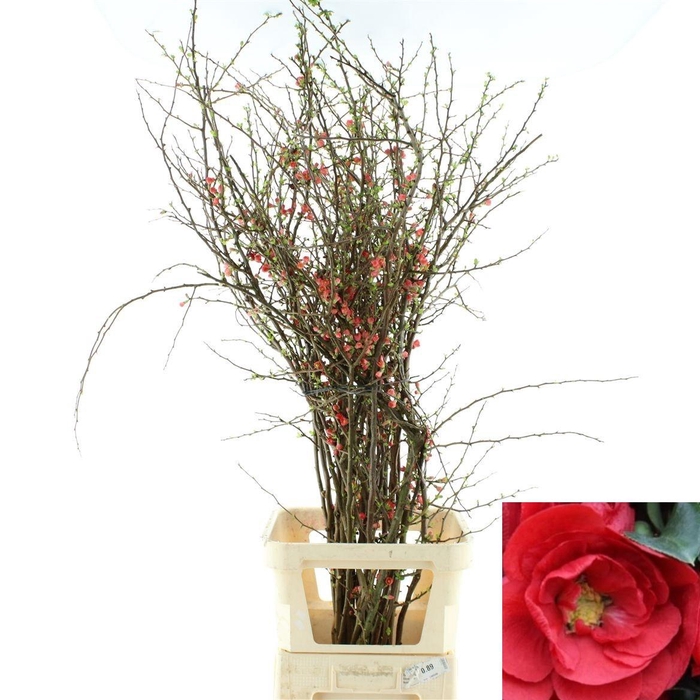 <h4>CHAENOMELES OV</h4>