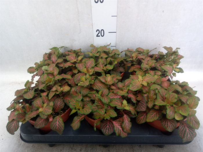 <h4>Fittonia verschaf. 'Joly Josan'</h4>