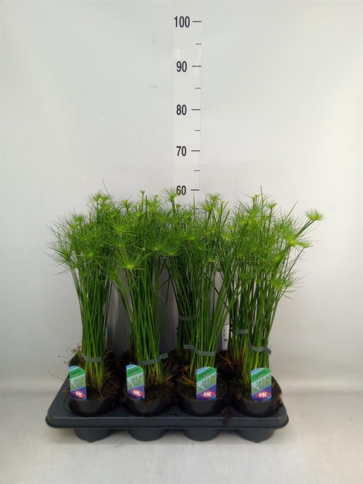 <h4>Cyperus haspan</h4>