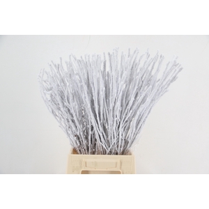 BETULA OV KLB H%