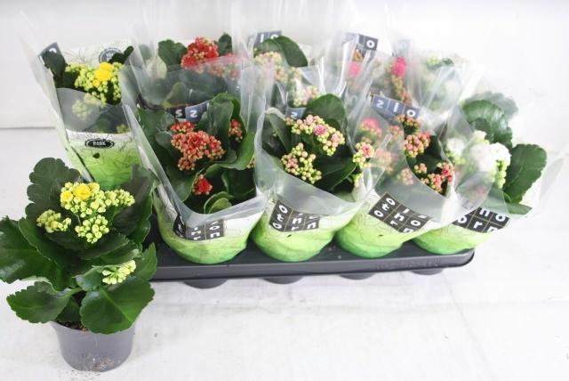 <h4>KAL GE GEM 5 KL</h4>