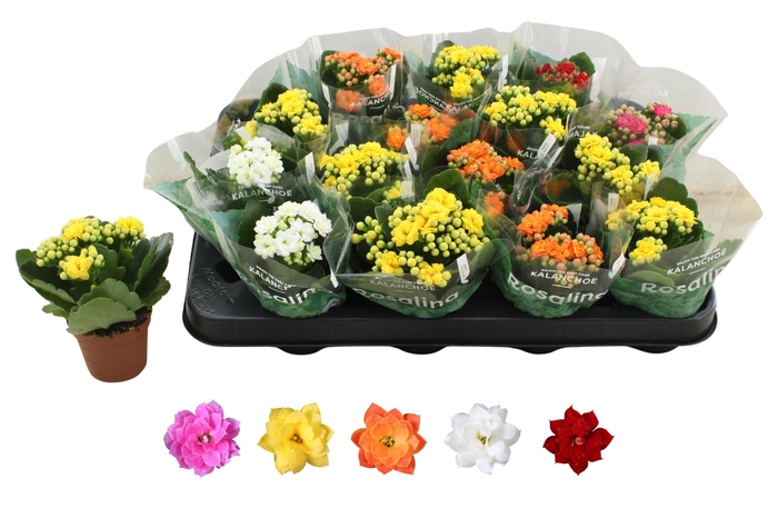 <h4>KAL GE RO GEM 5 KL</h4>