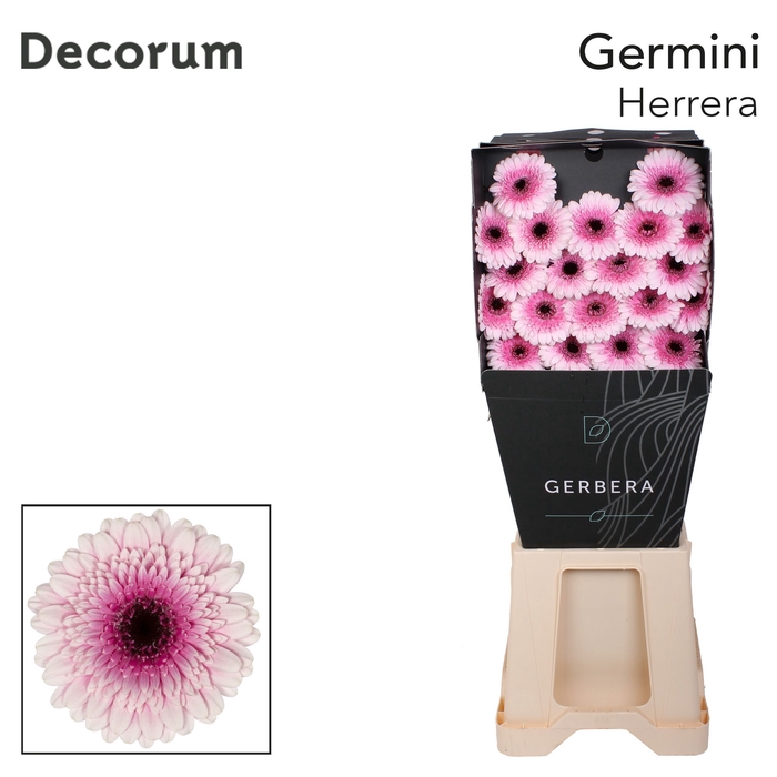 <h4>Germini Herrera Diamond</h4>