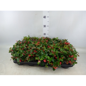 Gaultheria proc. 'Big Berry'