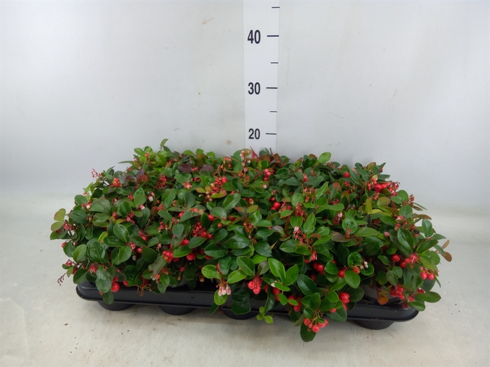 <h4>Gaultheria proc. 'Big Berry'</h4>