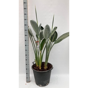 STRELITZIA REGIN BL
