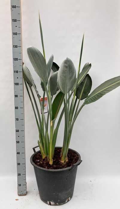 <h4>STRELITZIA REGIN BL</h4>