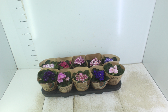 <h4>VIOLETA P11</h4>