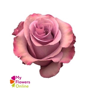 R Gr Govinda Lavender 50cm EC