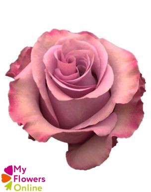 <h4>R Gr Govinda Lavender 50cm EC</h4>