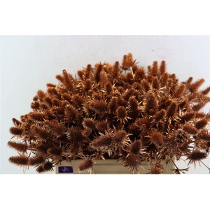 Eryn Kbh Gl Copper Stem