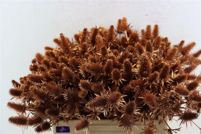 <h4>Eryn Kbh Gl Copper Stem</h4>