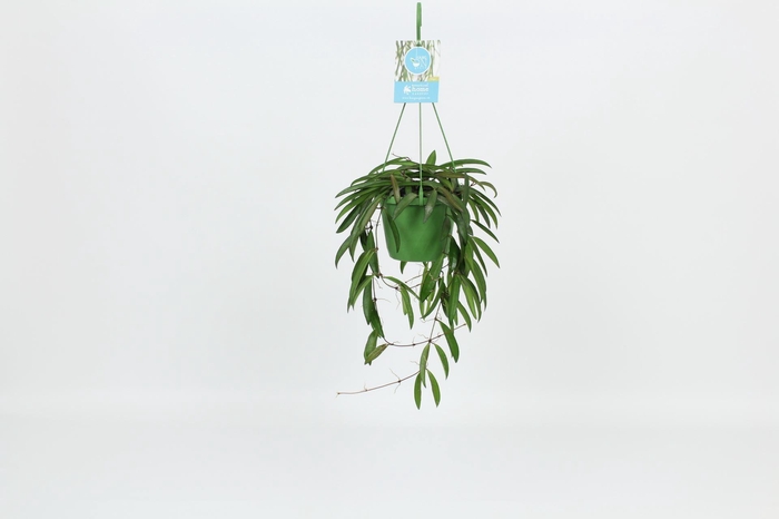 <h4>Hoya wayetii</h4>