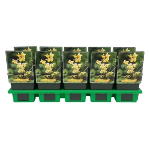 Epimedium x versicolor Sulphureum