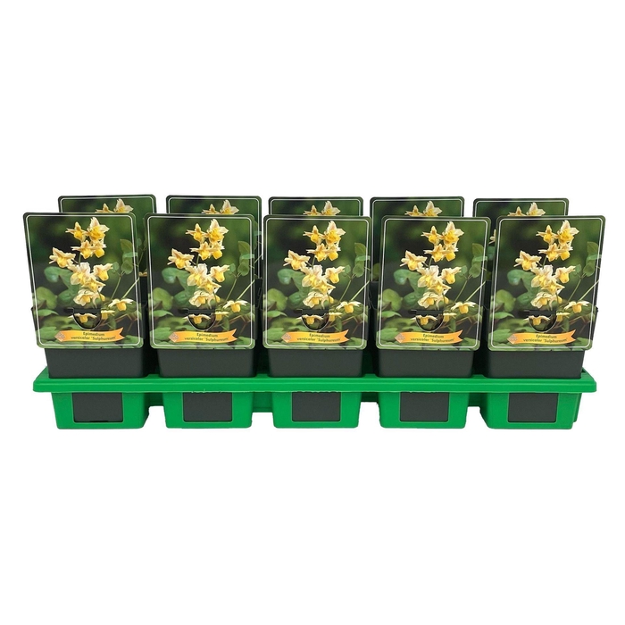 <h4>Epimedium x versicolor Sulphureum</h4>