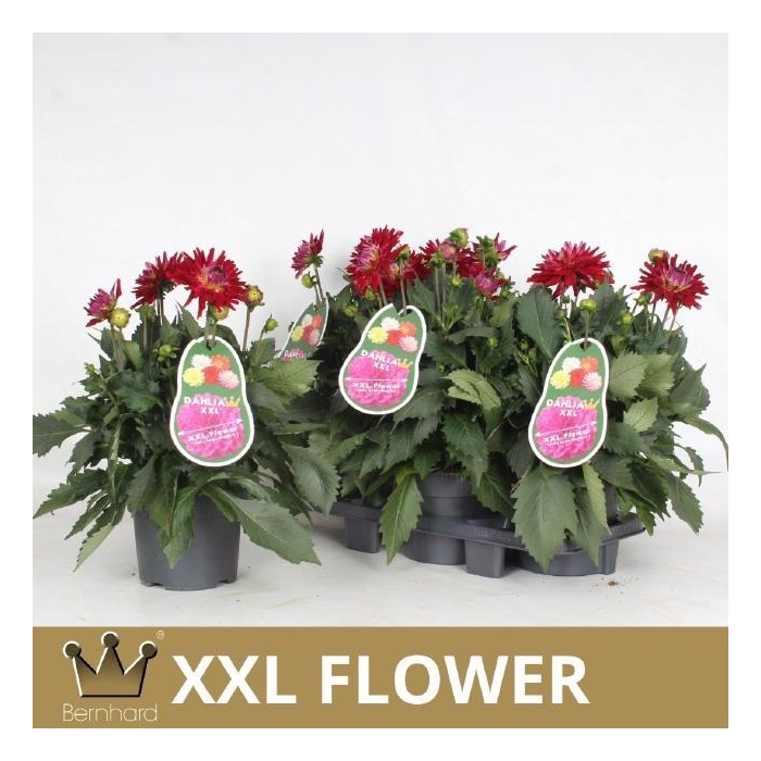 <h4>DAHL XXL RASPBER ICE</h4>