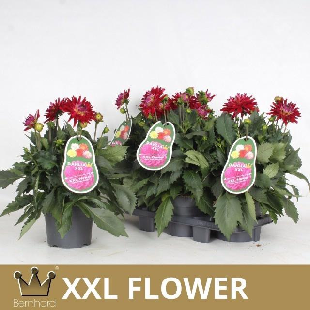 <h4>DAHL XXL RASPBER ICE</h4>