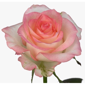Rosa Jumilia