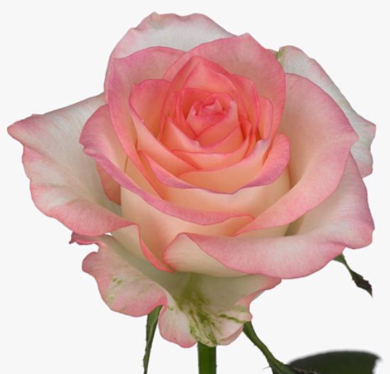 Rosa Jumilia