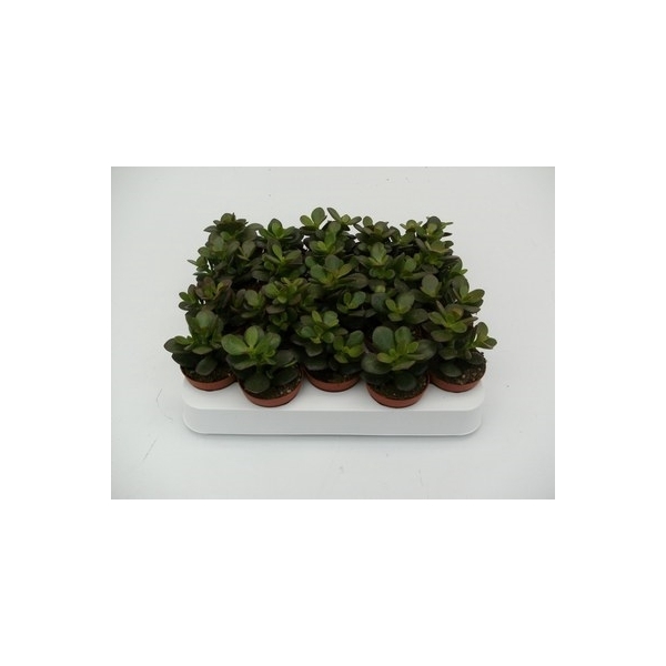 <h4>1.5 crassula mix</h4>