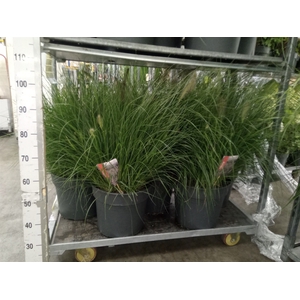 Pennisetum alopec. 'Hameln'