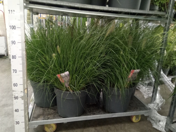 <h4>Pennisetum alopec. 'Hameln'</h4>