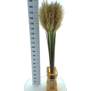 CORTADERIA OV