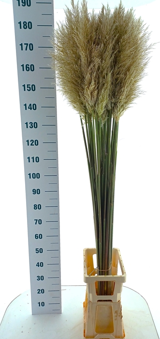 CORTADERIA OV