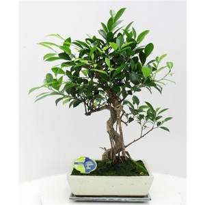 Ficus retusa, 30cm., shape, with drip tray
