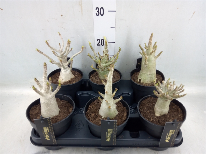 <h4>Adenium NB 'Ansu Baobab'</h4>