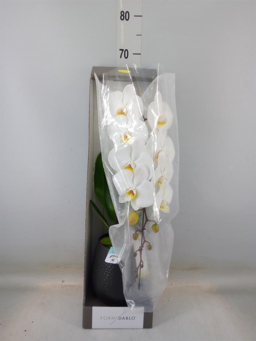 <h4>Phalaenopsis   ...white</h4>