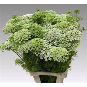 Ammi Vis Casablanca