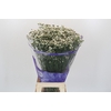 Limonium sinensis White Diamond