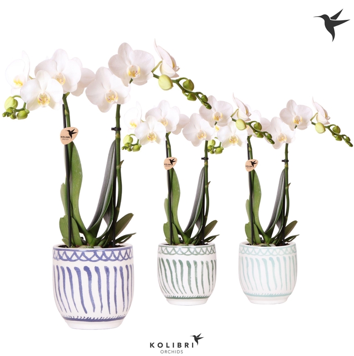 <h4>Kolibri Orchids Phalaenopsis white 2 spike in Granada blue mix</h4>