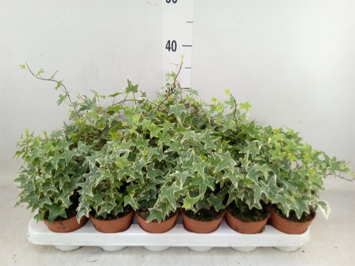 <h4>Hedera helix 'Mona Lisa'</h4>