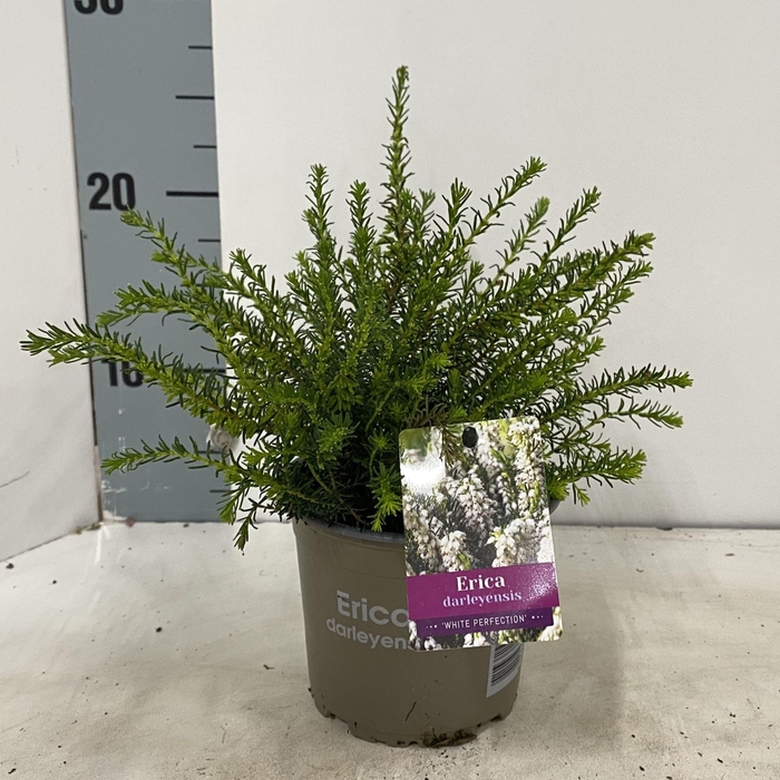 <h4>Erica Darley</h4>