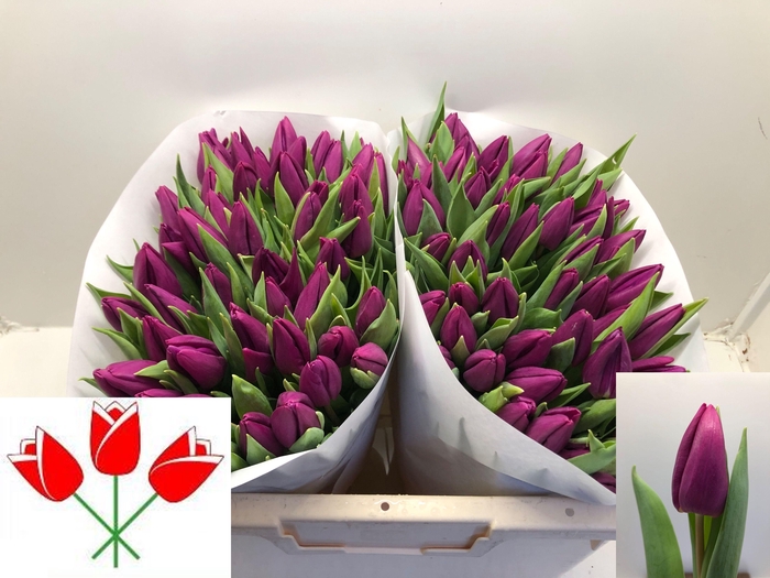 <h4>TU EN PURPLE PRINCE</h4>