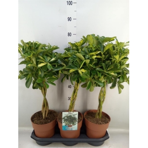 Schefflera arbor. 'Gold Capella'