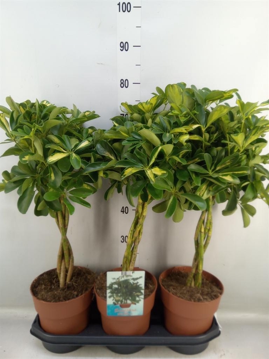 <h4>Schefflera arbor. 'Gold Capella'</h4>