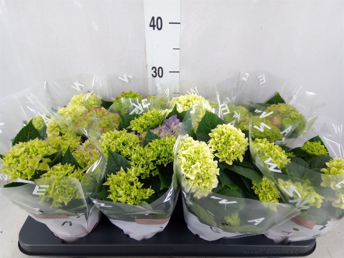 <h4>Hydrangea mac.   ...mix</h4>