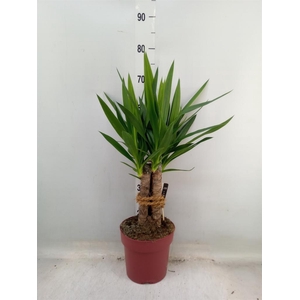 Yucca elephantipes ...